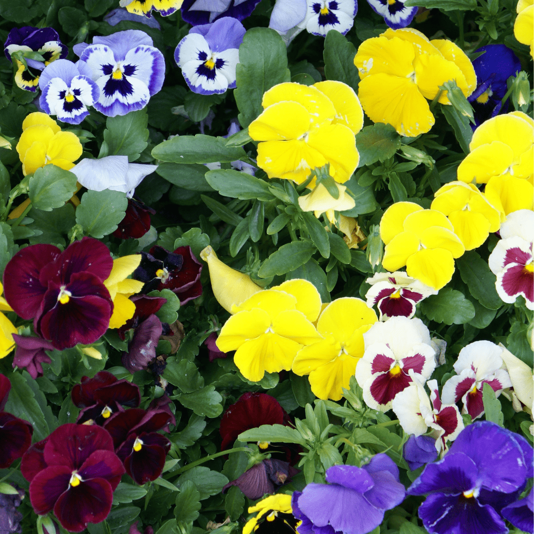 Pansy Early Flowering - Mr. Fothergill's