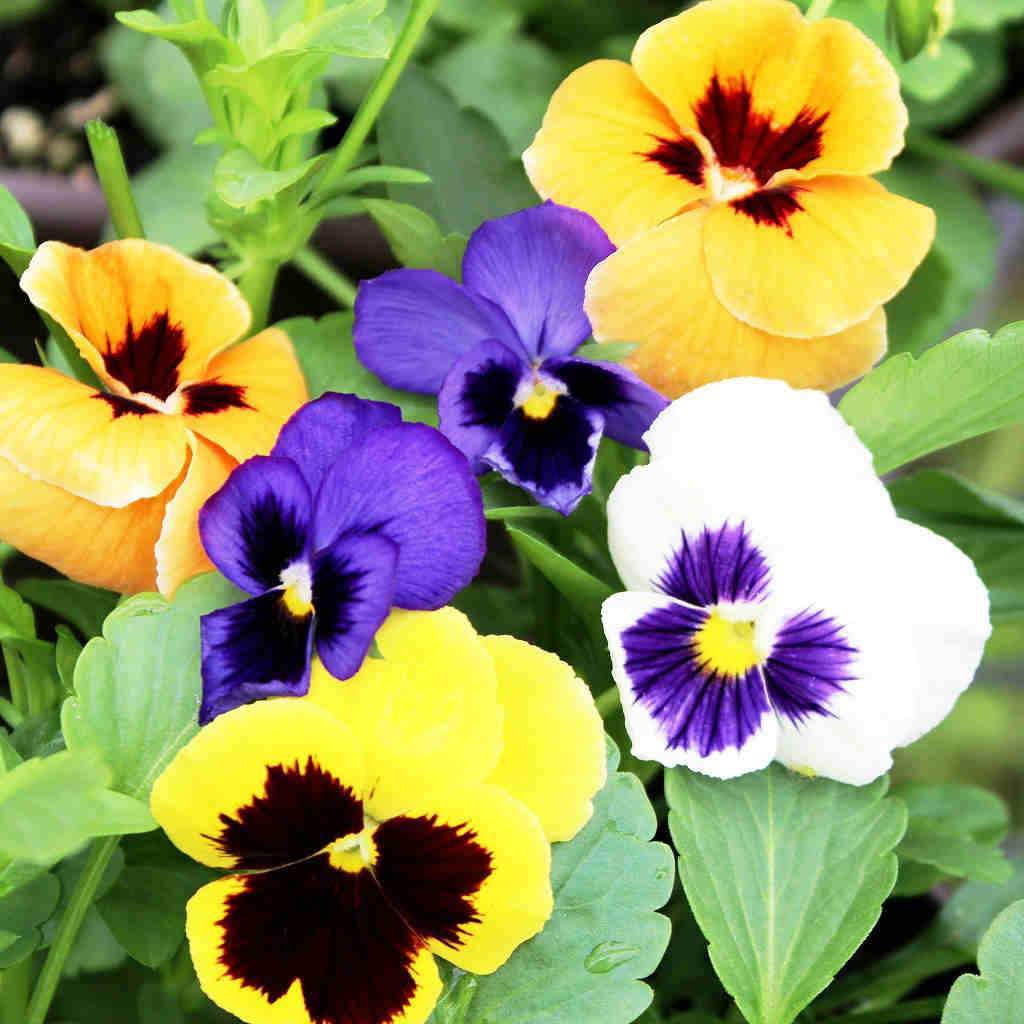 Pansy Show Swiss Giant - McKenzie Seeds 