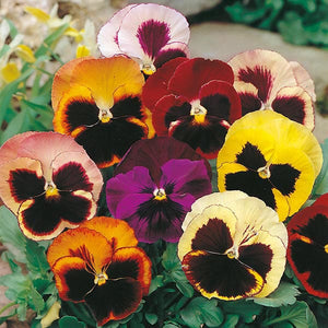 Pansy Swiss Giants Mixed - Mr. Fothergill's Seeds
