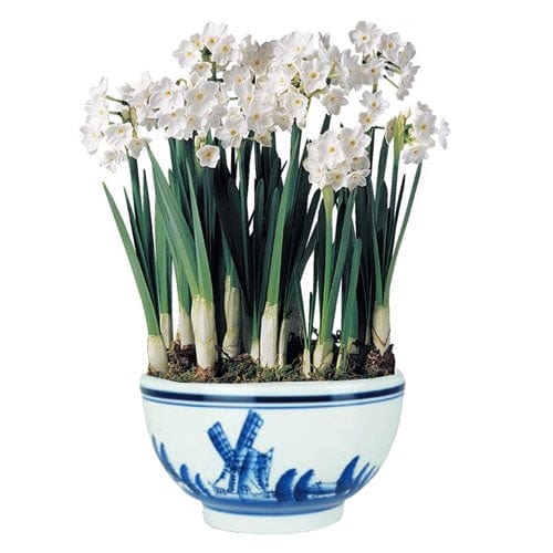 Paperwhites Ceramic Bowl Forcing Bulb Kit 