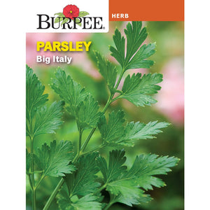 Parsley Big Italy - Burpee Seeds