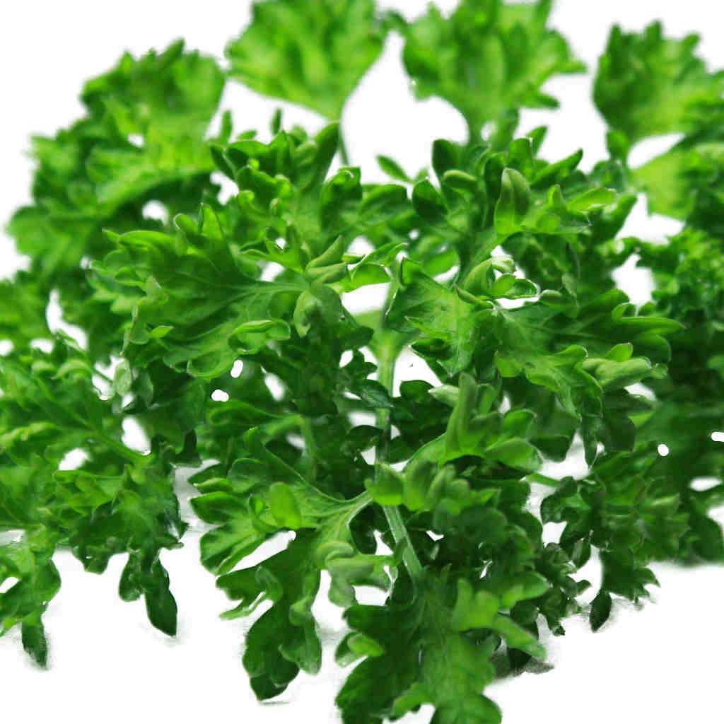 Parsley Champion Moss Curled - McKenzie Seeds 