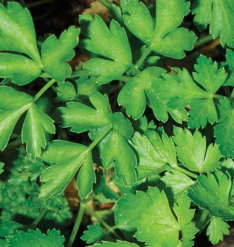 Parsley Dark Green Italian - West Coast Seeds