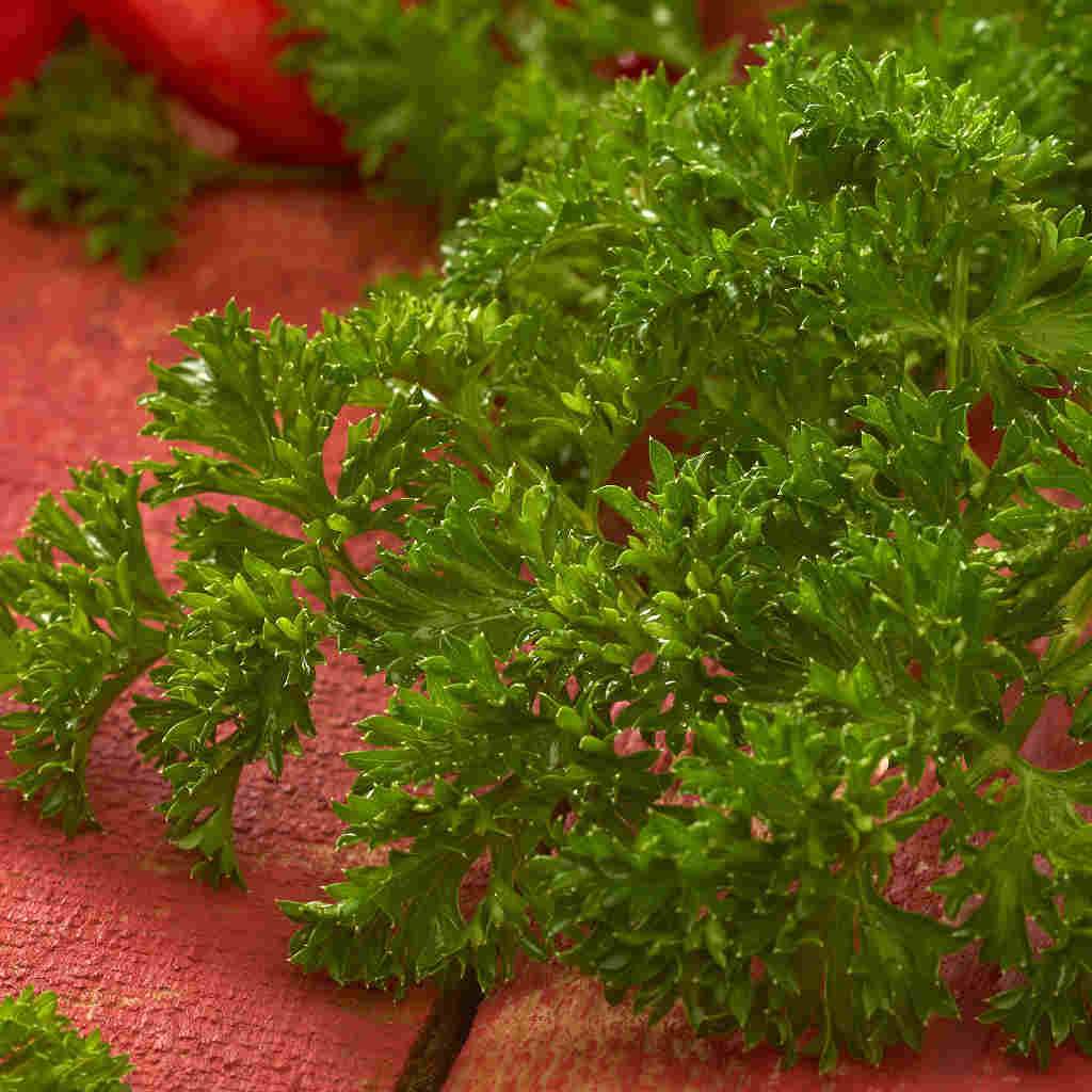 Parsley Evergreen, Sow Easy - McKenzie Seeds