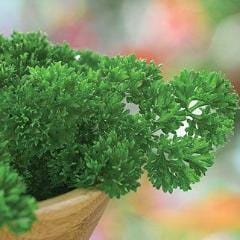 Parsley Curled Dwarf - Burpee