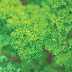 Parsley Curled Dwarf - Burpee