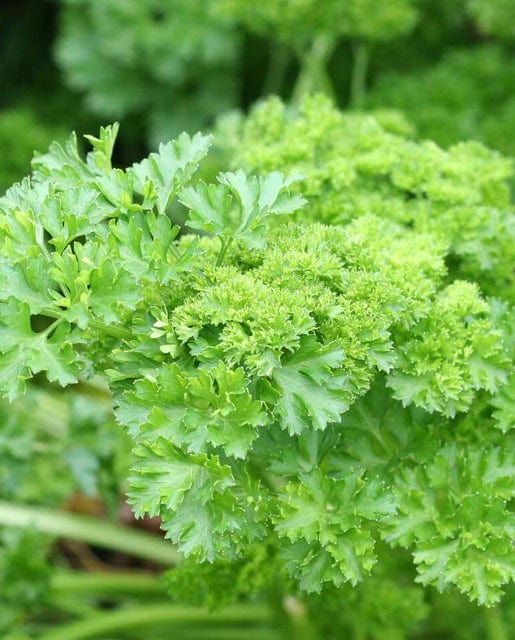 Parsley Forest Green - West Coast Seeds