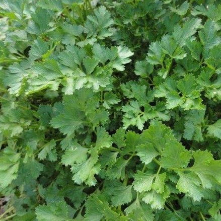 Parsley Italian Dark Green - Saanich Organics