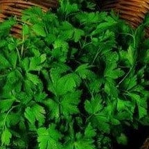 Parsley Italian Flat Leaf - Cornucopia Seeds
