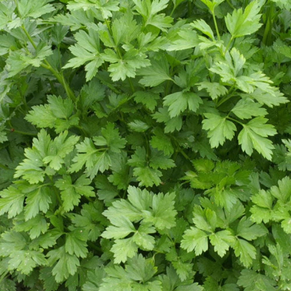 Parsley Italian Giant, Sow Easy - McKenzie Seeds