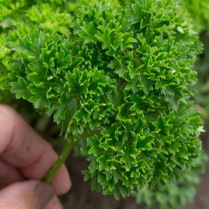 Parsley Moss Curled - Aimer's Organic Seeds