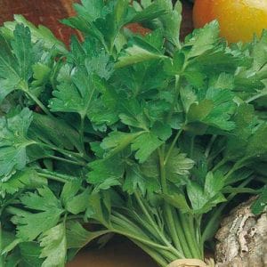 Parsley Plain Leaf - Aimer's Organic Seeds