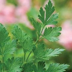 Parsley Plain Single - Burpee Seeds