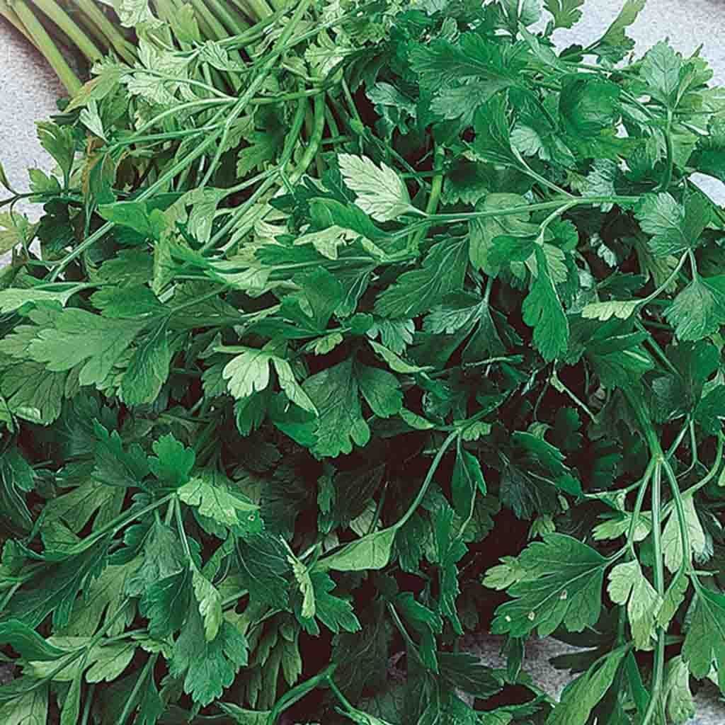 Parsley Single Hardy Italian - McKenzie Seeds 