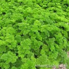 Parsley Sweet Curly - Renee's Garden