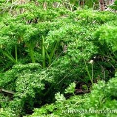 Parsley Sweet Curly - Renee's Garden