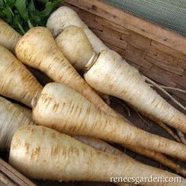 Parsnip Gladiator - Renee's Garden Seeds