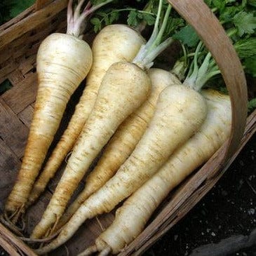 Parsnip Gladiator - Renee's Garden Seeds