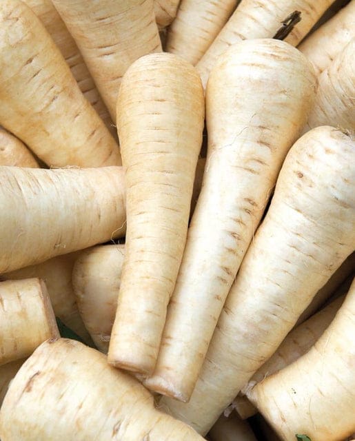 Parsnip Gladiator - West Coast Seeds