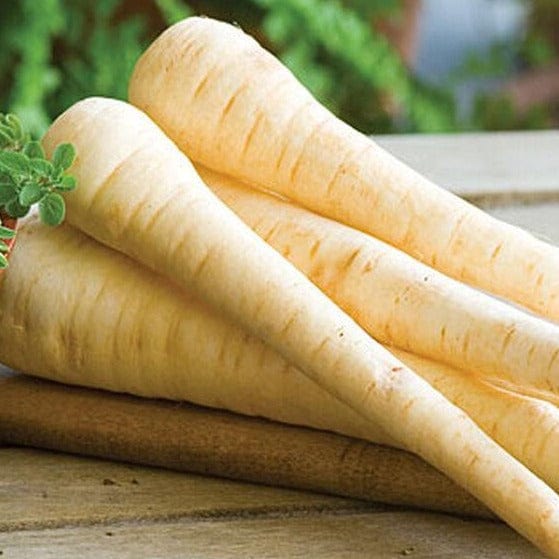 Parsnip Hollow Crown - Burpee Seeds