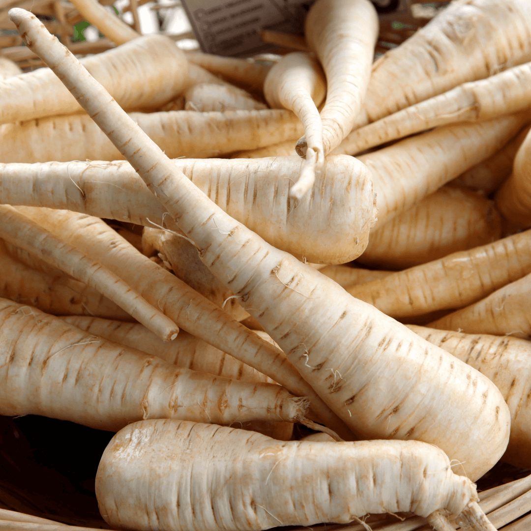 Parsnip Turga - Salt Spring Seeds