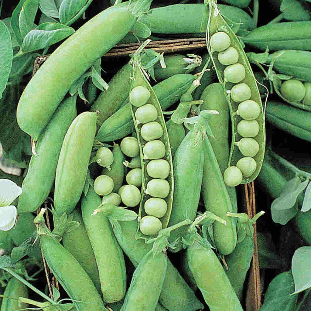 Pea Alaska - McKenzie Seeds