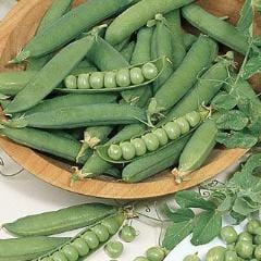 Pea Burpeeana Early - Burpee Seeds