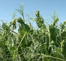 Pea Bush Manitoba - Salt Spring Seeds