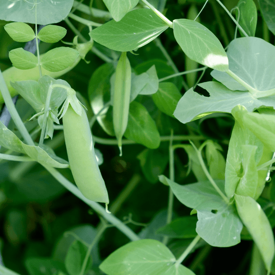 Pea Bush Manitoba - Salt Spring Seeds