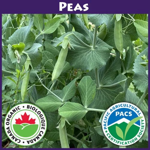 Pea Cascadia Bush - Good Earth Farms