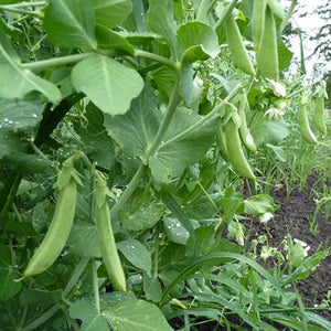 Pea Cascadia Sugar Snap - Saanich Organics Seeds
