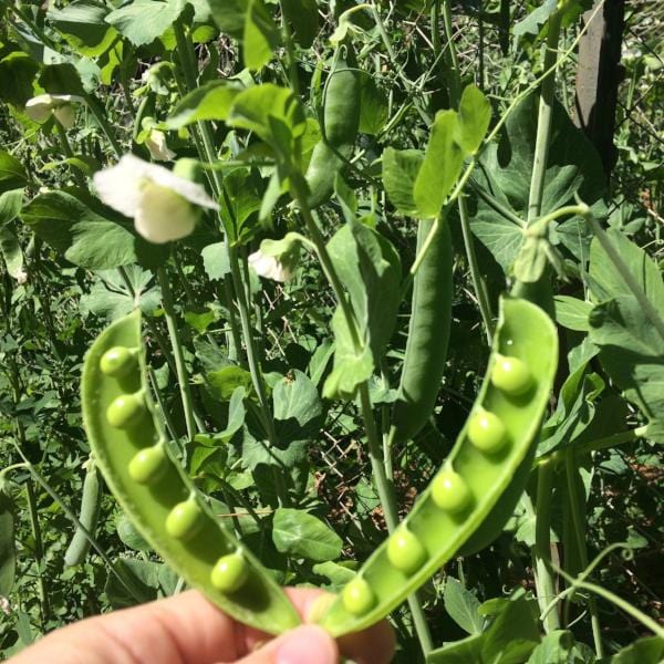 Pea Champion of England - Good Earth Farms