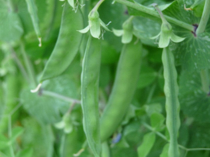 Pea Dwarf Grey Sugar Snow - Salt Spring Seeds