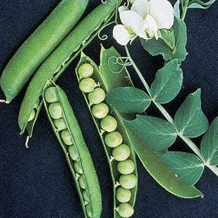 Pea Garden Sweet - Burpee Seeds