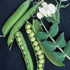 Pea Garden Sweet - Burpee Seeds