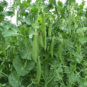 Pea Green Arrow Shelling - Saanich Organics Seeds
