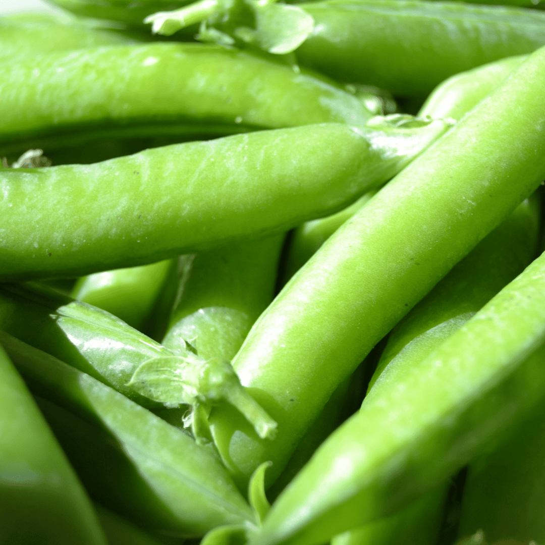 Pea Green Arrow Shelling - Salt Spring Seeds