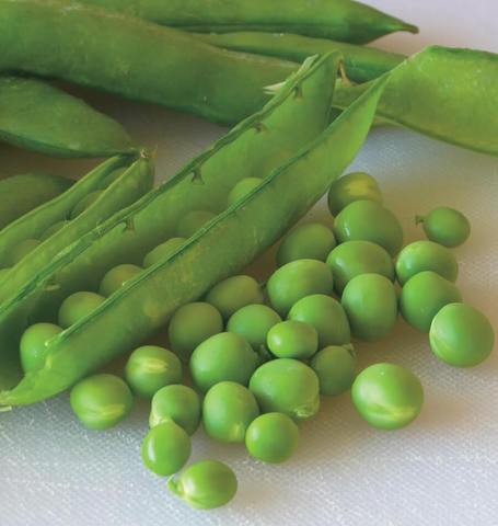 Pea Green Arrow - West Coast Seeds