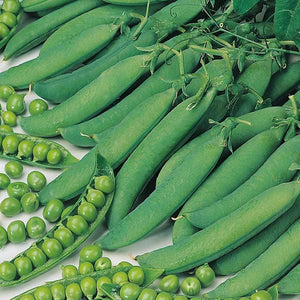Pea Hurst Green Shaft - Mr. Fothergill's Seeds