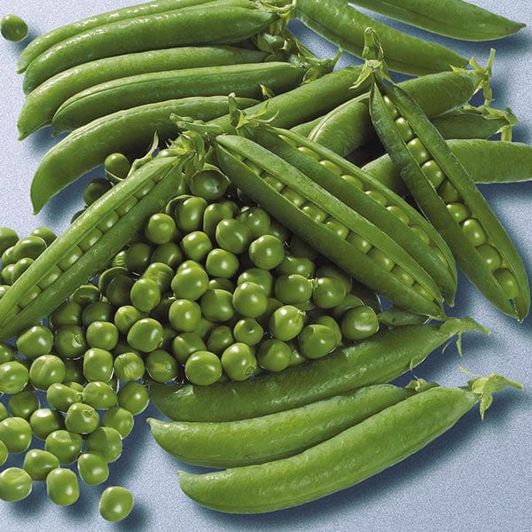 Pea Jumbo - Mr. Fothergill's Seeds