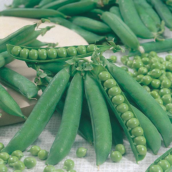 Pea Kelvedon Wonder - Mr. Fothergill's Seeds