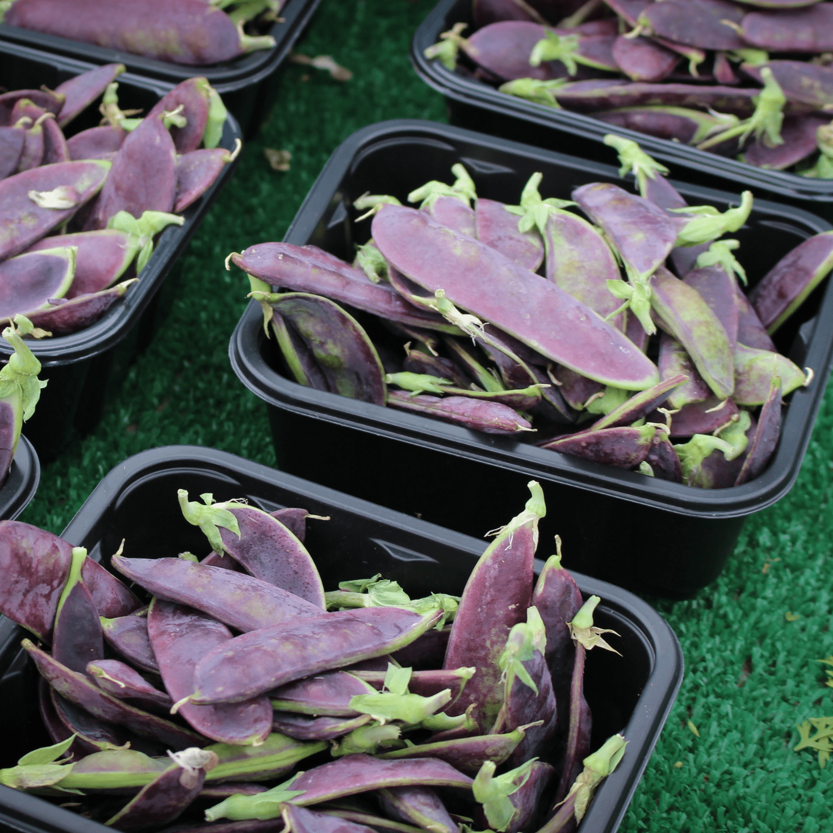 Pea Magnolia Snap - Salt Spring Seeds