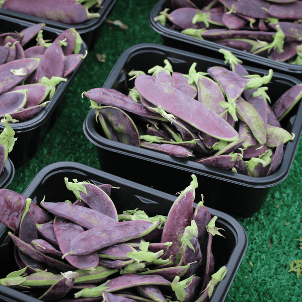 Pea Magnolia Snap - Salt Spring Seeds
