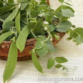 Pea Oregon Giant Snow - Renee's Garden Seeds