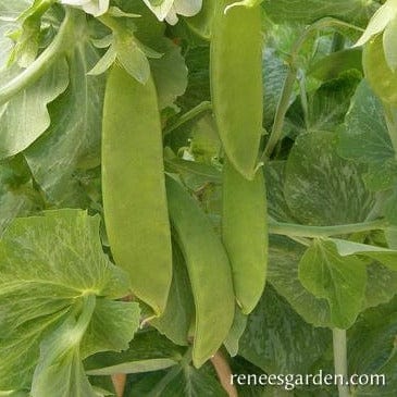 Pea Oregon Giant Snow - Renee's Garden Seeds