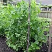 Pea Oregon Sugar Pod - Aimer's Organic Seed