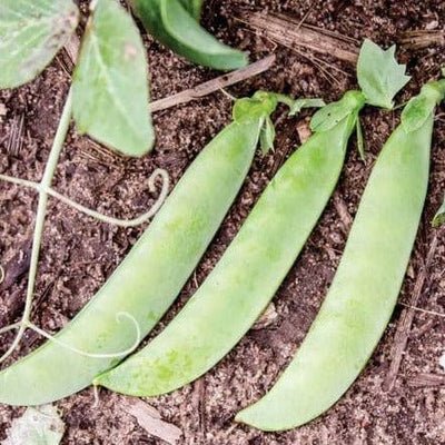 Peas Sabre - West Coast Seeds