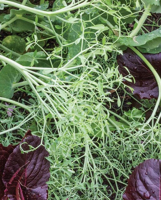 Pea Snap Parsley Pea - West Coast Seeds