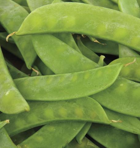 Pea Snow Mammoth Melting - West Coast Seeds