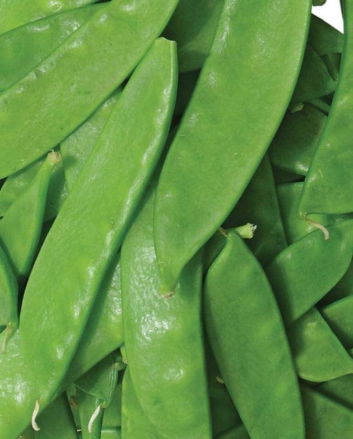 Pea Snow Oregon Sugar Pod II - West Coast Seeds